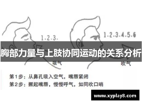 胸部力量与上肢协同运动的关系分析